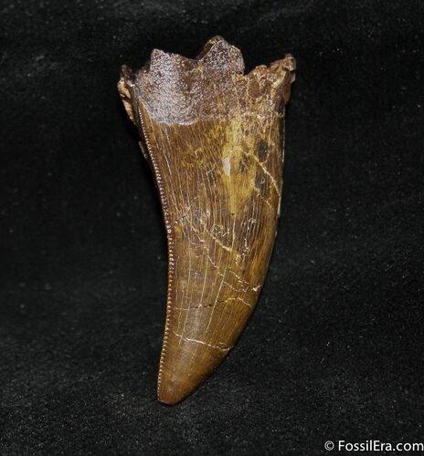 Inch Nanotyrannus (Juvenile T-Rex) Tooth #1266